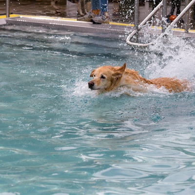Hund-im-Freibad-IMG_2484_LR_6D-MKII.jpg