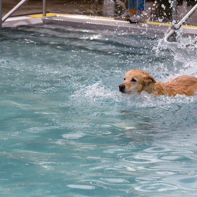 Hund-im-Freibad-IMG_2485_LR_6D-MKII.jpg