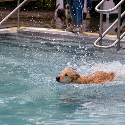 Hund-im-Freibad-IMG_2486_LR_6D-MKII.jpg