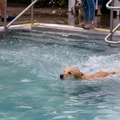 Hund-im-Freibad-IMG_2487_LR_6D-MKII.jpg