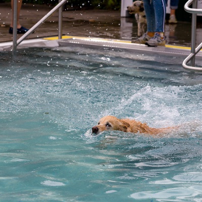 Hund-im-Freibad-IMG_2488_LR_6D-MKII.jpg