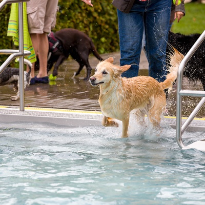 Hund-im-Freibad-IMG_2490_LR_6D-MKII.jpg