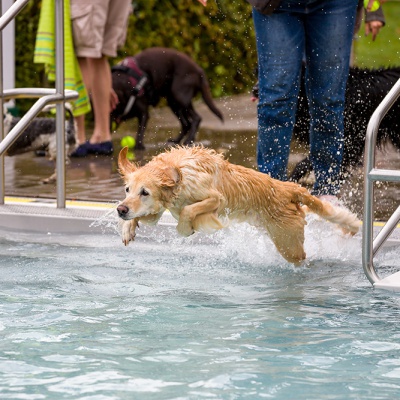Hund-im-Freibad-IMG_2491_LR_6D-MKII.jpg
