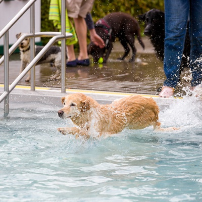 Hund-im-Freibad-IMG_2492_LR_6D-MKII.jpg