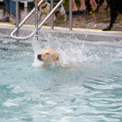 Hund-im-Freibad-IMG_2494_LR_6D-MKII.jpg