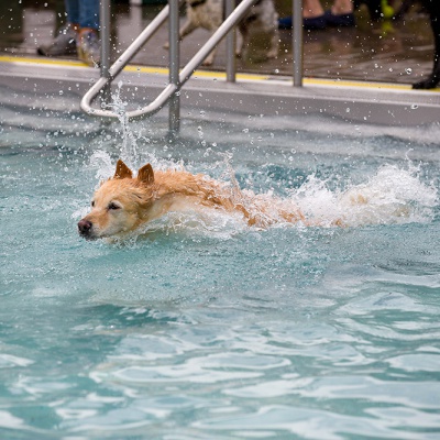 Hund-im-Freibad-IMG_2495_LR_6D-MKII.jpg