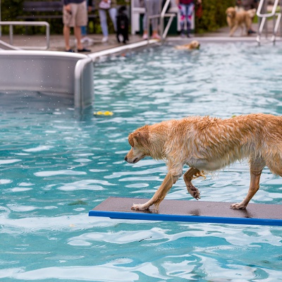 Hund-im-Freibad-IMG_2496_LR_6D-MKII.jpg