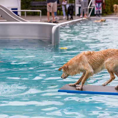 Hund-im-Freibad-IMG_2497_LR_6D-MKII.jpg