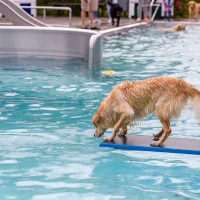Hund-im-Freibad-IMG_2499_LR_6D-MKII.jpg