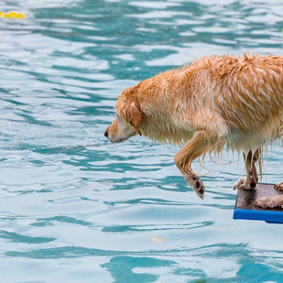 Hund-im-Freibad-IMG_2500_LR_6D-MKII-2.jpg