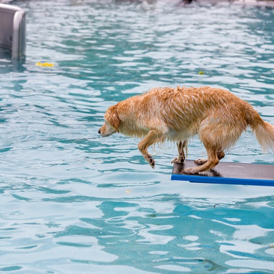 Hund-im-Freibad-IMG_2500_LR_6D-MKII.jpg