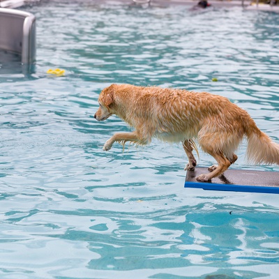 Hund-im-Freibad-IMG_2501_LR_6D-MKII.jpg