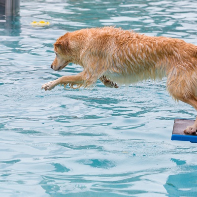 Hund-im-Freibad-IMG_2502_LR_6D-MKII-2.jpg