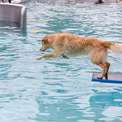 Hund-im-Freibad-IMG_2502_LR_6D-MKII.jpg