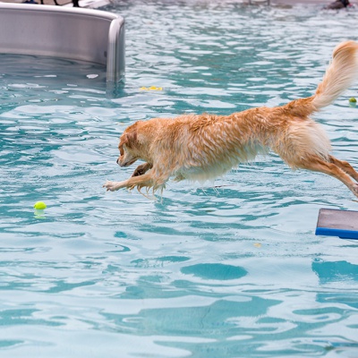Hund-im-Freibad-IMG_2503_LR_6D-MKII-2.jpg