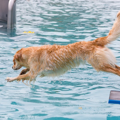 Hund-im-Freibad-IMG_2503_LR_6D-MKII.jpg