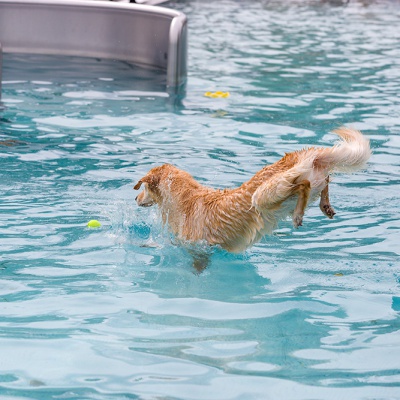 Hund-im-Freibad-IMG_2504_LR_6D-MKII.jpg
