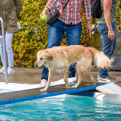 Hund-im-Freibad-IMG_2515_LR_6D-MKII.jpg