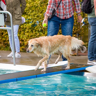 Hund-im-Freibad-IMG_2516_LR_6D-MKII.jpg