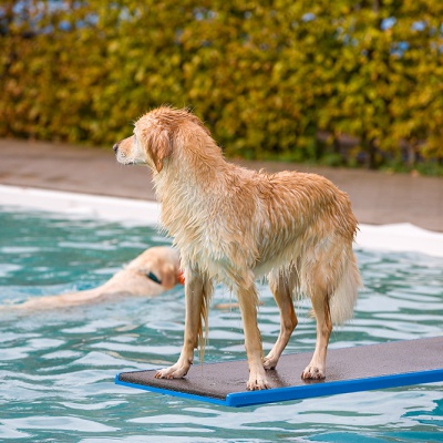 Hund-im-Freibad-IMG_2517_LR_6D-MKII.jpg