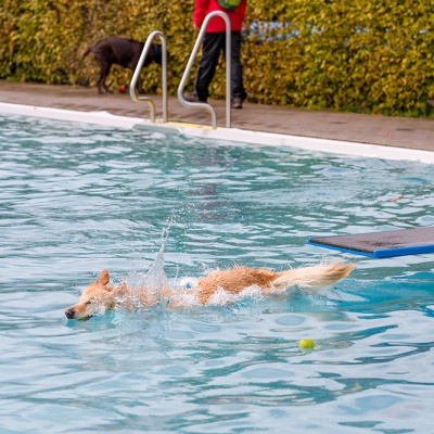 Hund-im-Freibad-IMG_2520_LR_6D-MKII.jpg