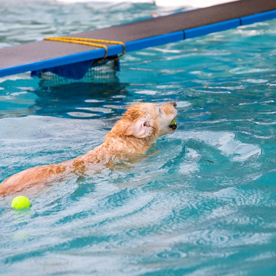 Hund-im-Freibad-IMG_2522_LR_6D-MKII.jpg