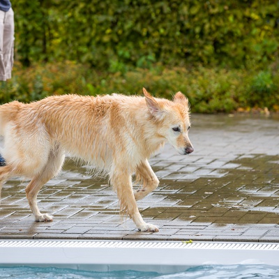 Hund-im-Freibad-IMG_2524_LR_6D-MKII.jpg