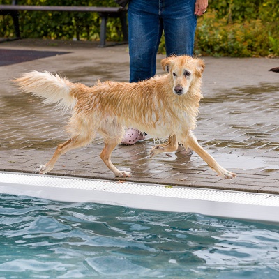 Hund-im-Freibad-IMG_2526_LR_6D-MKII.jpg