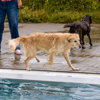 Hund-im-Freibad-IMG_2528_LR_6D-MKII.jpg