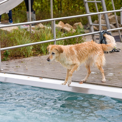 Hund-im-Freibad-IMG_2531_LR_6D-MKII.jpg