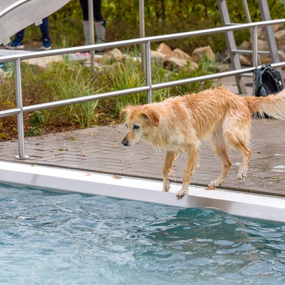 Hund-im-Freibad-IMG_2532_LR_6D-MKII.jpg