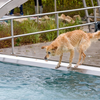 Hund-im-Freibad-IMG_2533_LR_6D-MKII.jpg