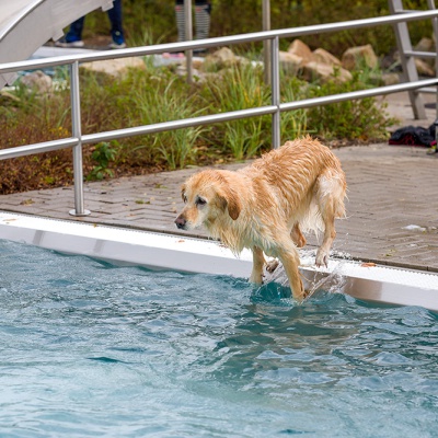 Hund-im-Freibad-IMG_2534_LR_6D-MKII.jpg