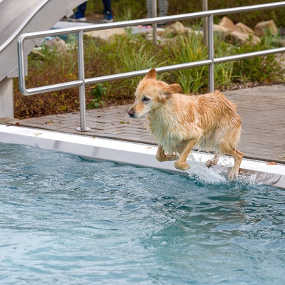 Hund-im-Freibad-IMG_2535_LR_6D-MKII.jpg