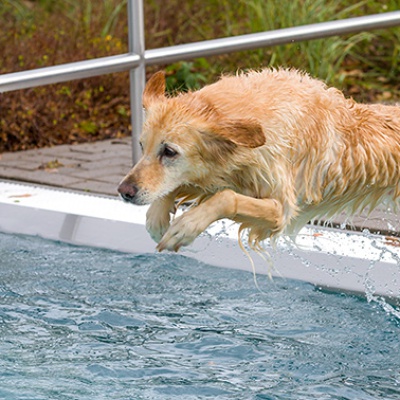 Hund-im-Freibad-IMG_2536_LR_6D-MKII-2.jpg