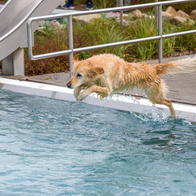 Hund-im-Freibad-IMG_2536_LR_6D-MKII.jpg