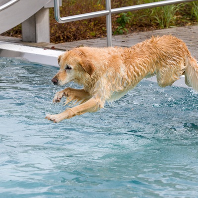 Hund-im-Freibad-IMG_2537_LR_6D-MKII-2.jpg