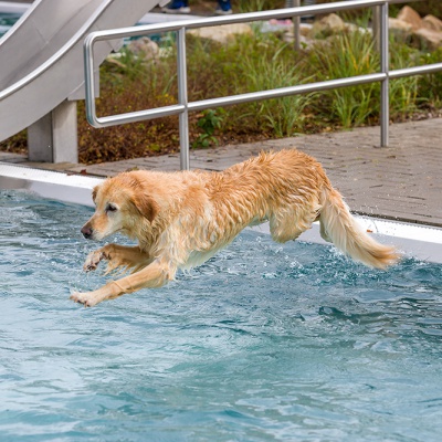 Hund-im-Freibad-IMG_2537_LR_6D-MKII.jpg