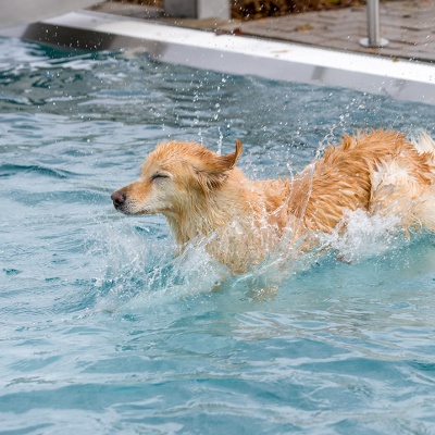 Hund-im-Freibad-IMG_2538_LR_6D-MKII-2.jpg