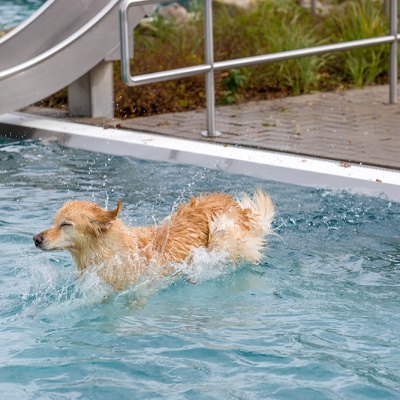 Hund-im-Freibad-IMG_2538_LR_6D-MKII.jpg