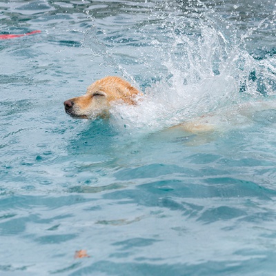 Hund-im-Freibad-IMG_2539_LR_6D-MKII-2.jpg
