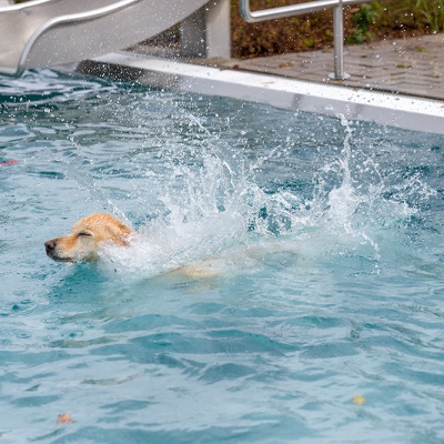 Hund-im-Freibad-IMG_2539_LR_6D-MKII.jpg
