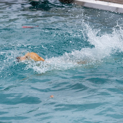 Hund-im-Freibad-IMG_2541_LR_6D-MKII.jpg