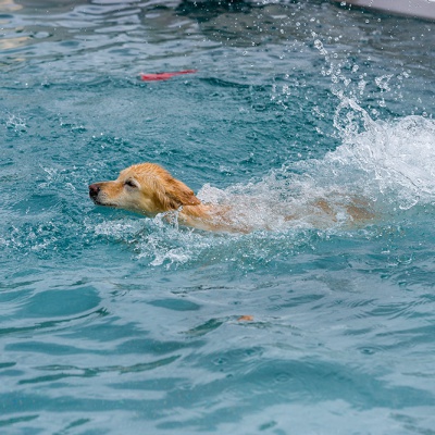Hund-im-Freibad-IMG_2542_LR_6D-MKII.jpg