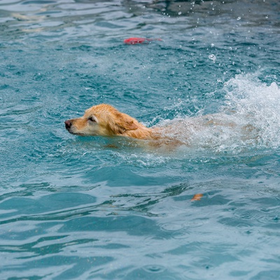 Hund-im-Freibad-IMG_2543_LR_6D-MKII.jpg