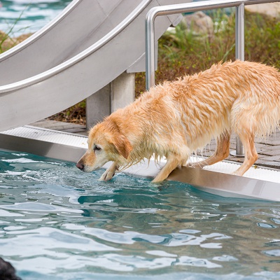 Hund-im-Freibad-IMG_2547_LR_6D-MKII.jpg