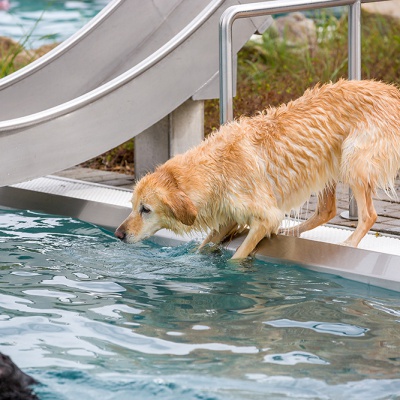 Hund-im-Freibad-IMG_2548_LR_6D-MKII.jpg