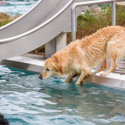 Hund-im-Freibad-IMG_2549_LR_6D-MKII.jpg