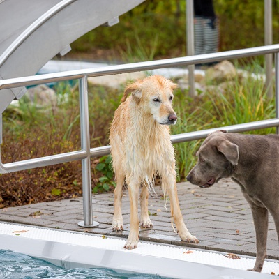 Hund-im-Freibad-IMG_2550_LR_6D-MKII.jpg
