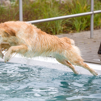 Hund-im-Freibad-IMG_2551_LR_6D-MKII.jpg